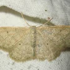 Attēlu rezultāti vaicājumam “Idaea straminata”