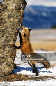 Attēlu rezultāti vaicājumam “Vulpes vulpes  adult”