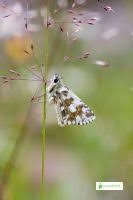 Attēlu rezultāti vaicājumam “Pyrgus alveus underside”