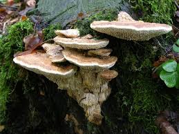 Attēlu rezultāti vaicājumam “Daedalea quercina”