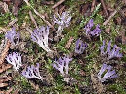 Attēlu rezultāti vaicājumam “Ramariopsis pulchella”