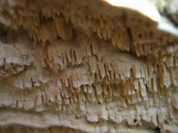 Attēlu rezultāti vaicājumam “Antrodia albida”