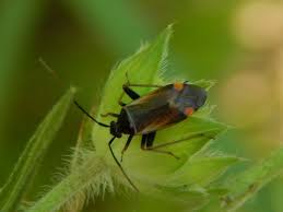 Attēlu rezultāti vaicājumam “Adelphocoris seticornis”