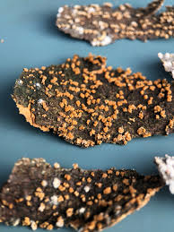 Attēlu rezultāti vaicājumam “Badhamia lilacina spores”