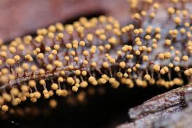 Attēlu rezultāti vaicājumam “Stemonitopsis subcaespitosa macro”