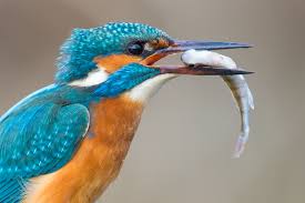 Attēlu rezultāti vaicājumam “Alcedo atthis”