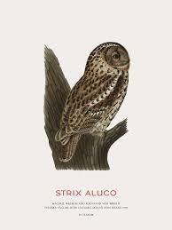 Image result for Strix aluco