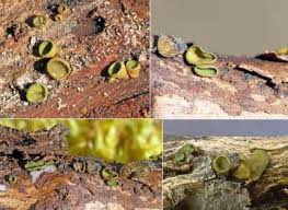 Attēlu rezultāti vaicājumam “Ionomidotis irregularis”