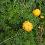 Attēlu rezultāti vaicājumam “Trollius europaeus fruit”