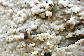 Attēlu rezultāti vaicājumam “Radulomyces confluens”