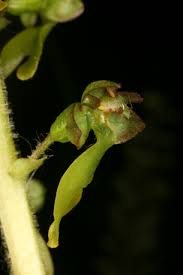 Attēlu rezultāti vaicājumam “Listera ovata bud”