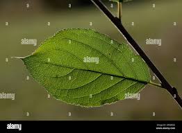 Attēlu rezultāti vaicājumam “Rhamnus cathartica leaf”