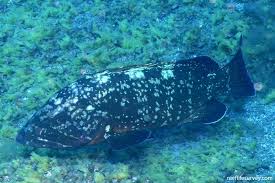 Image result for Epinephelus marginatus