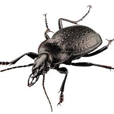 Attēlu rezultāti vaicājumam “Carabus coriaceus”