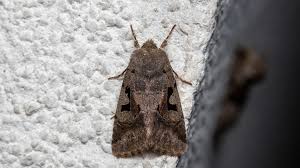 Attēlu rezultāti vaicājumam “Orthosia gothica”