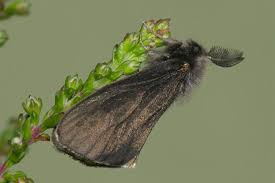 Attēlu rezultāti vaicājumam “Canephora hirsuta larva”