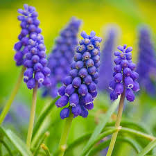 Attēlu rezultāti vaicājumam “Muscari armeniacum flower”