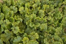 Attēlu rezultāti vaicājumam “Marchantiopsida”