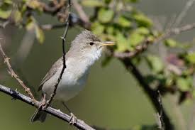 Image result for Hippolais pallida