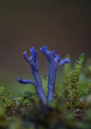 Attēlu rezultāti vaicājumam “Ramariopsis pulchella”