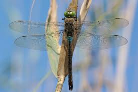 Attēlu rezultāti vaicājumam “Anax parthenope”