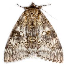 Attēlu rezultāti vaicājumam “Catocala fraxini”