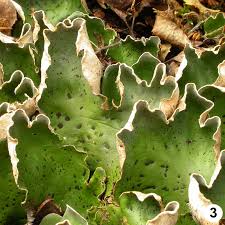 Attēlu rezultāti vaicājumam “Peltigera aphthosa”