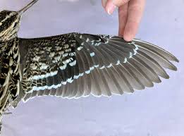 Image result for Gallinago media