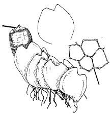 Attēlu rezultāti vaicājumam “Lophozia laxa”