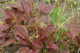 Attēlu rezultāti vaicājumam “Plantago major leaf”