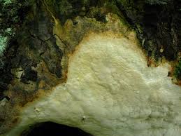 Attēlu rezultāti vaicājumam “Perenniporia subacida”