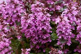 Image result for Ajuga reptans