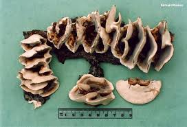 Attēlu rezultāti vaicājumam “Bjerkandera adusta”