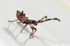 Attēlu rezultāti vaicājumam “Coreus marginatus imago”