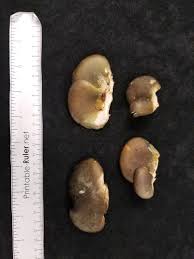 Attēlu rezultāti vaicājumam “Panellus serotinus”