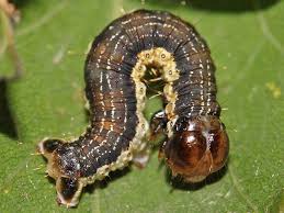 Attēlu rezultāti vaicājumam “Hydria undulata”