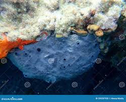 Attēlu rezultāti vaicājumam “Spongia”