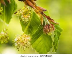 Attēlu rezultāti vaicājumam “Fagus sylvatica male flower”