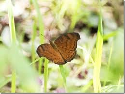 「憚木蝶左」の画像検索結果