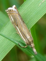 Attēlu rezultāti vaicājumam “Crambus lathoniellus”