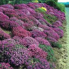 Image result for Aubrieta hybrida (cultorum)