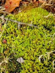 Attēlu rezultāti vaicājumam “Aulacomnium”