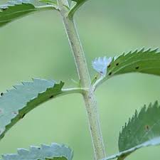 Attēlu rezultāti vaicājumam “Veronica longifolia bud”