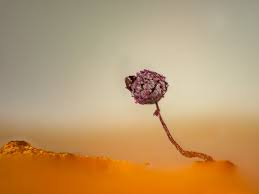 Attēlu rezultāti vaicājumam “Comatricha ellae spores”