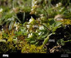 Attēlu rezultāti vaicājumam “Erophila verna flower”