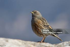 Image result for Prunella collaris