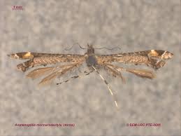 Attēlu rezultāti vaicājumam “Platyptilia tesseradactyla”