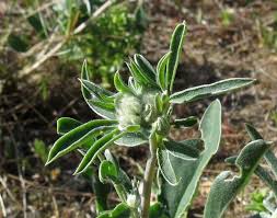 Attēlu rezultāti vaicājumam “Anthyllis maritima”