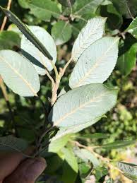 Attēlu rezultāti vaicājumam “Salix myrsinifolia leaf”