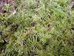 Attēlu rezultāti vaicājumam “Eurhynchium praelongum”